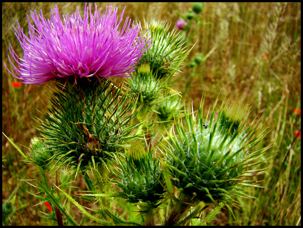 distel