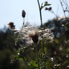 Distel