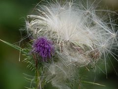 Distel