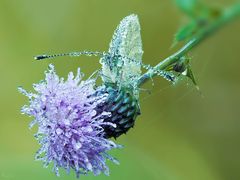 Distel