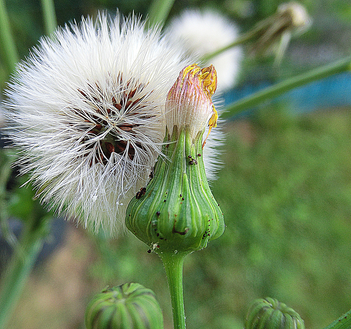 " DISTEL "