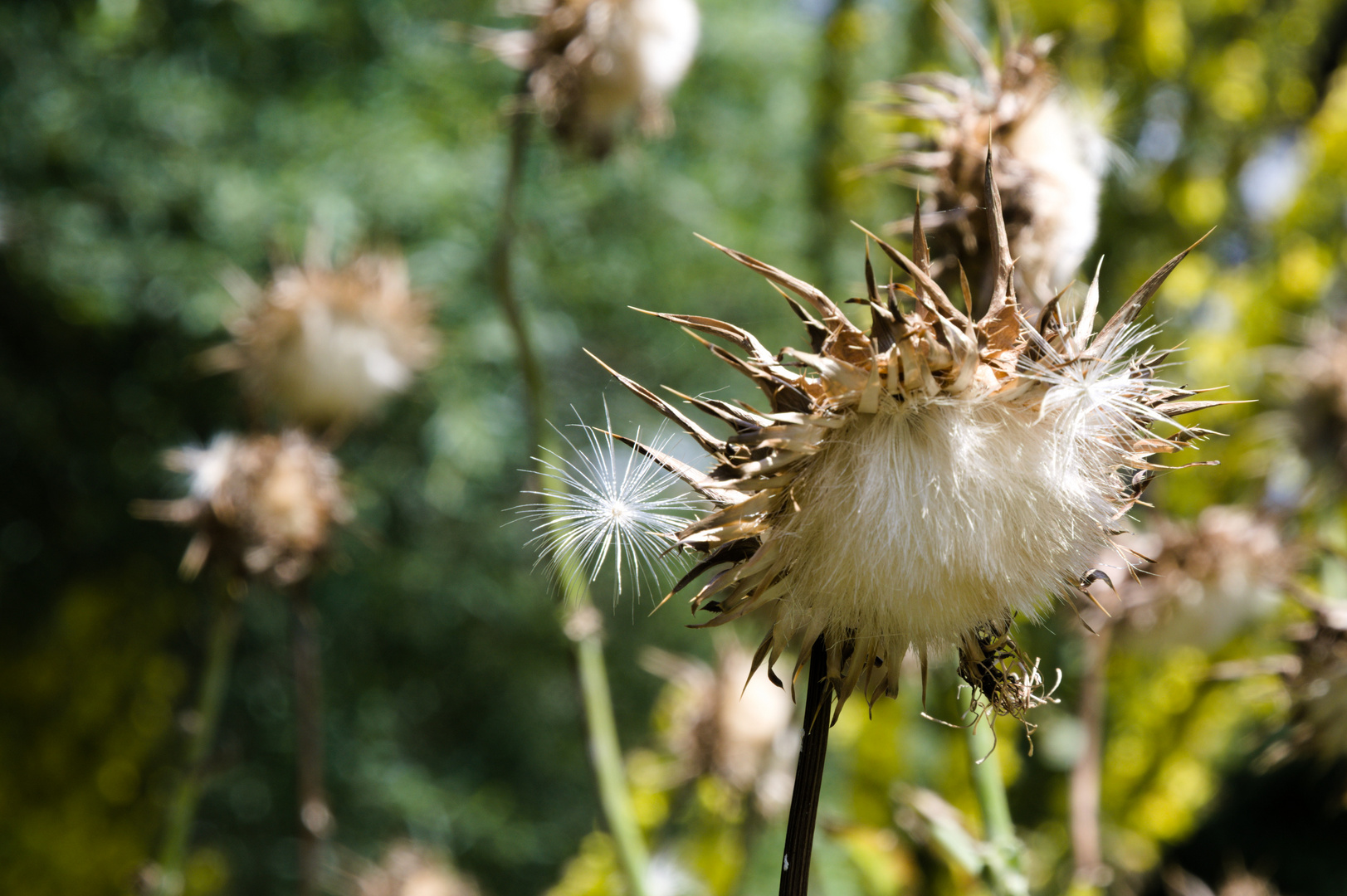 Distel