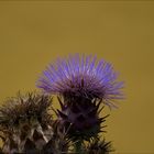 distel