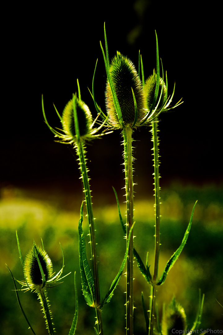 Distel