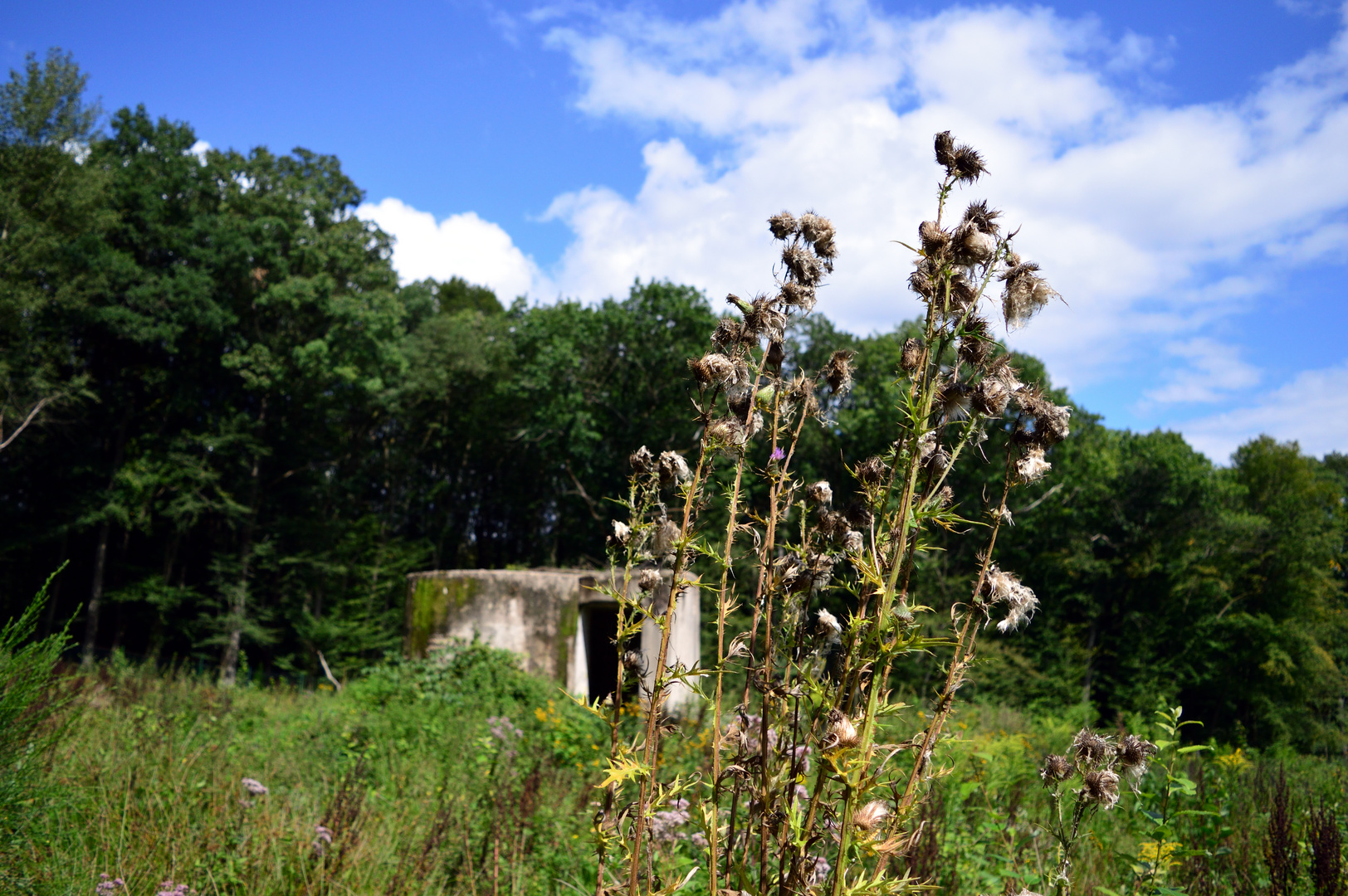 Distel