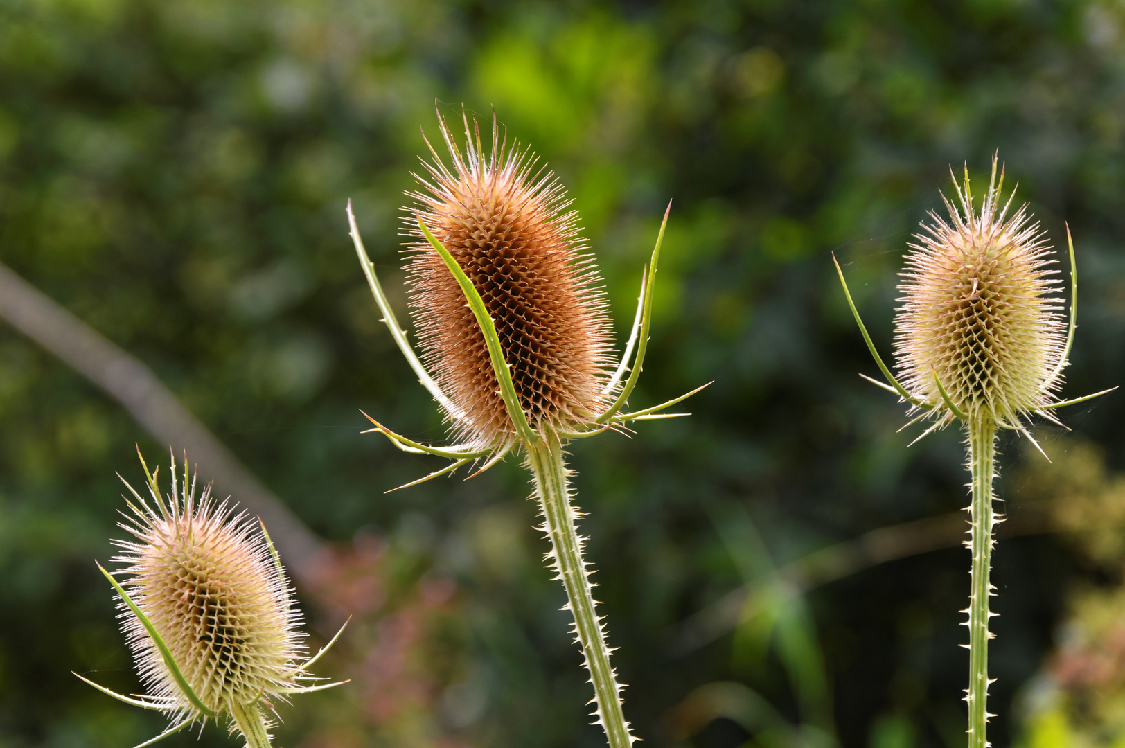 Distel