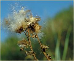 Distel