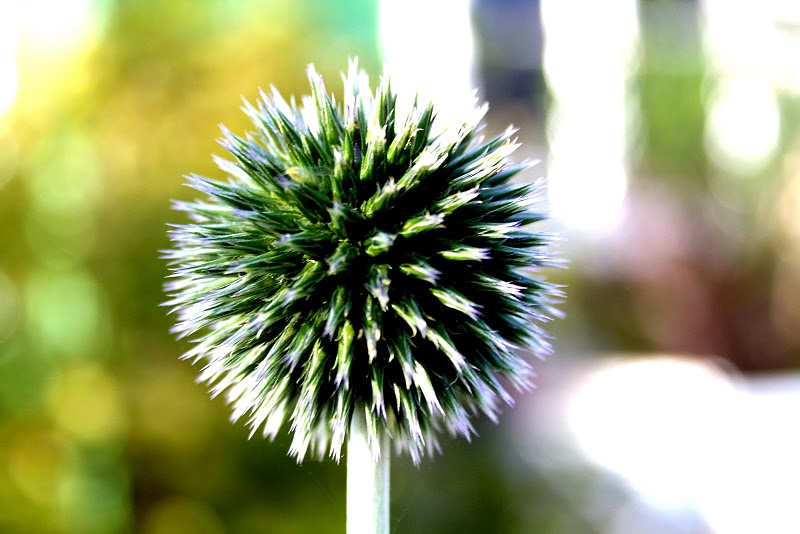 Distel