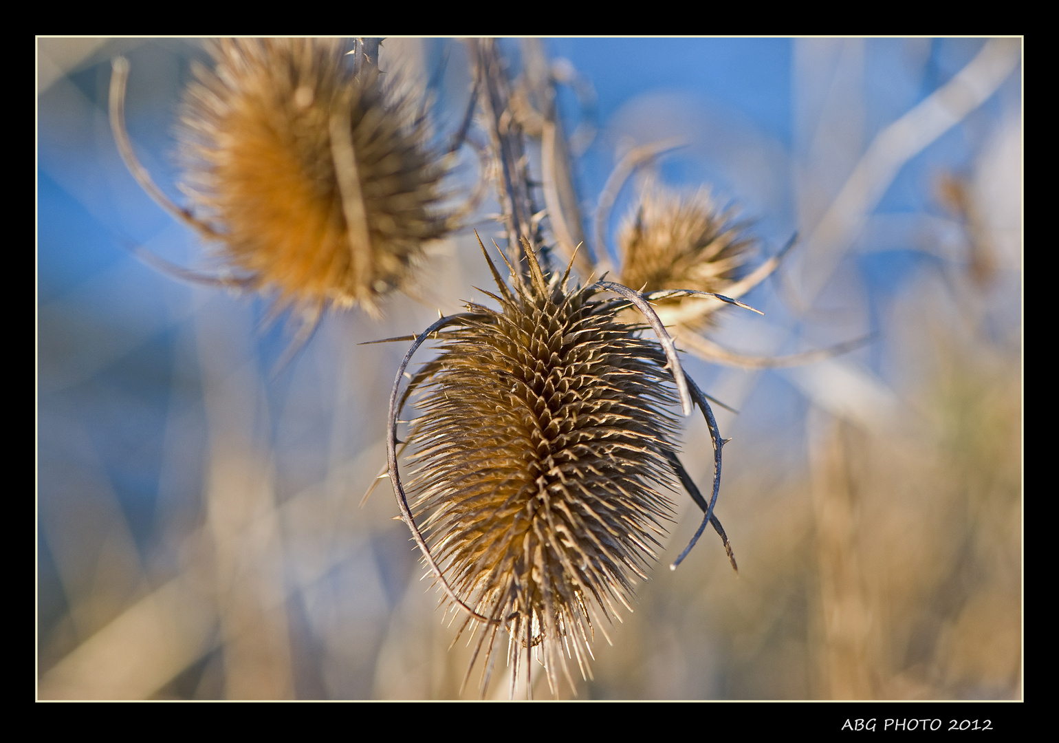 Distel