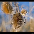 Distel