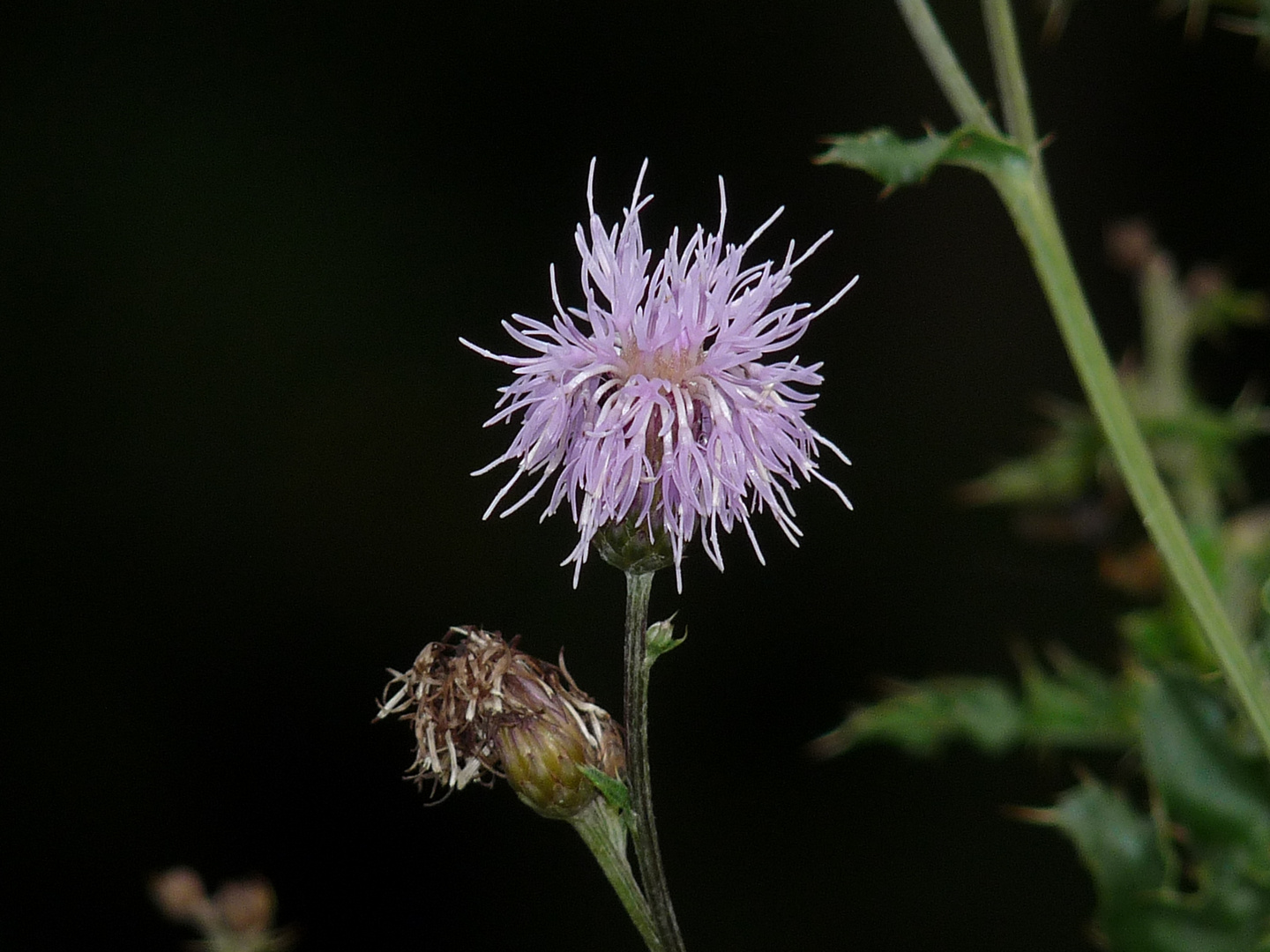 Distel 2