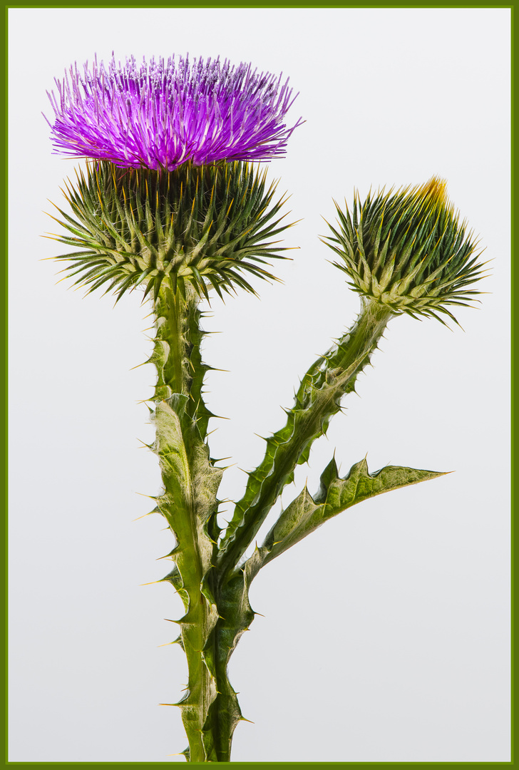 Distel 2