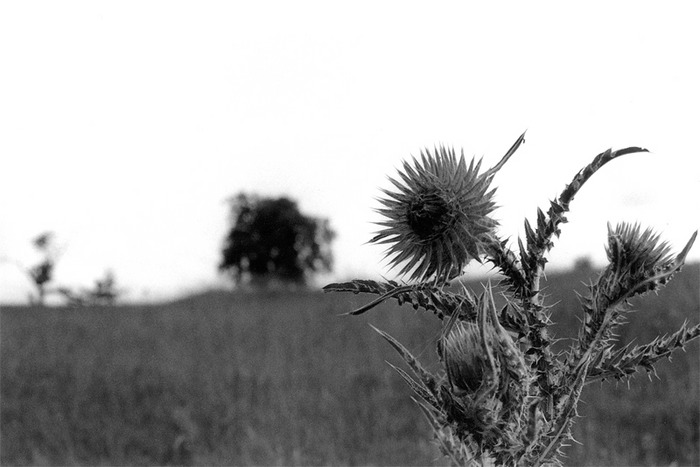 Distel #2