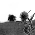 Distel #2