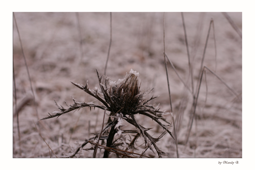 Distel 2