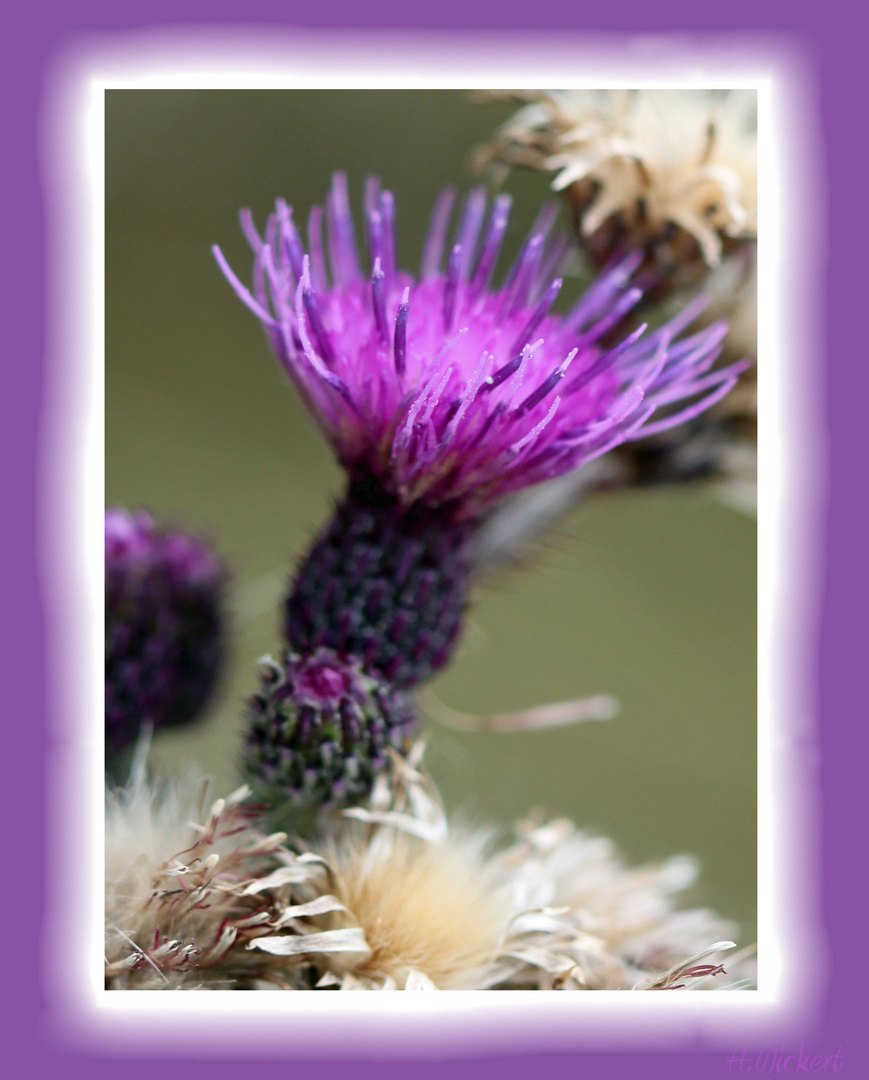 Distel 2