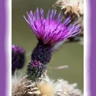 Distel 2