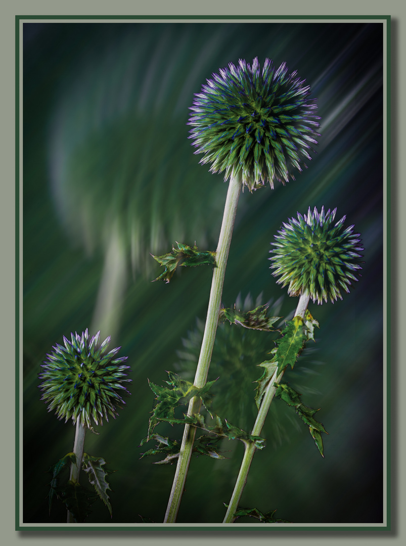 Distel 2