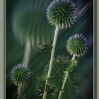 Distel 2