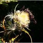 Distel 2