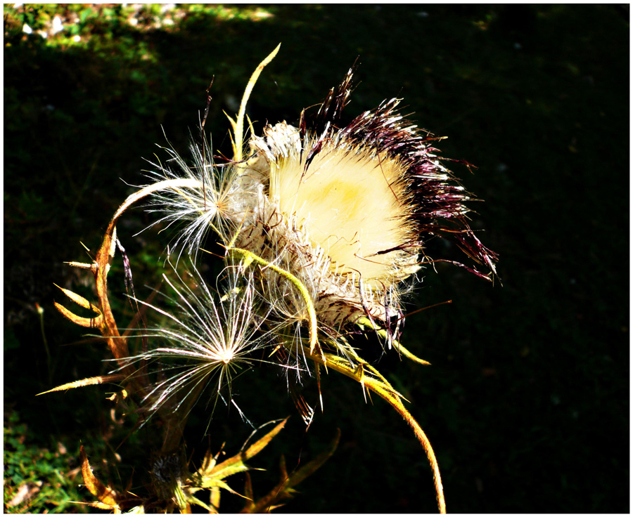 Distel 2