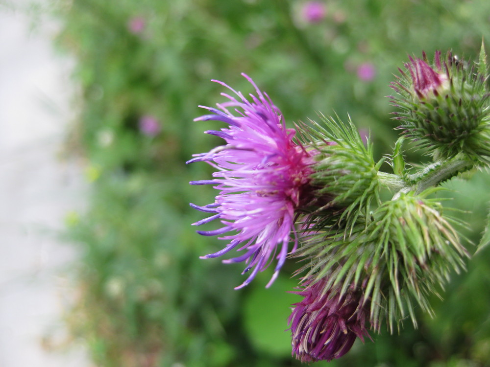 Distel 2