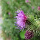 Distel 2