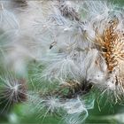 Distel 2