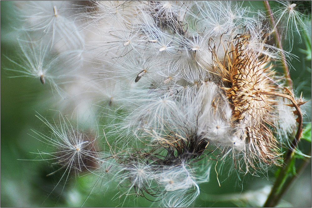 Distel 2