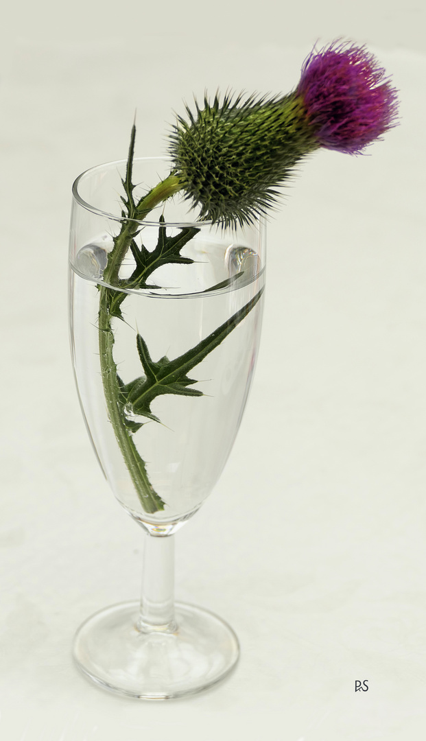 Distel 2