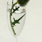 Distel 2