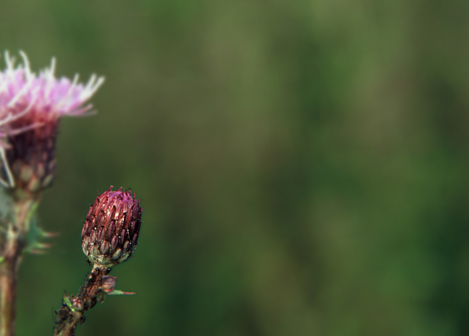 Distel #2