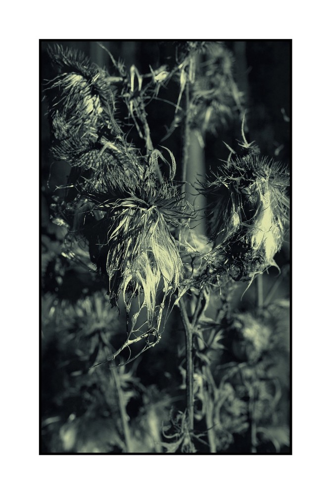 Distel 2