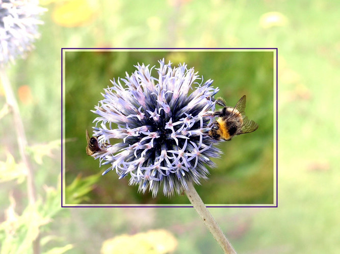 Distel 2. Versuch