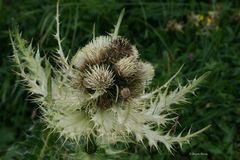 Distel