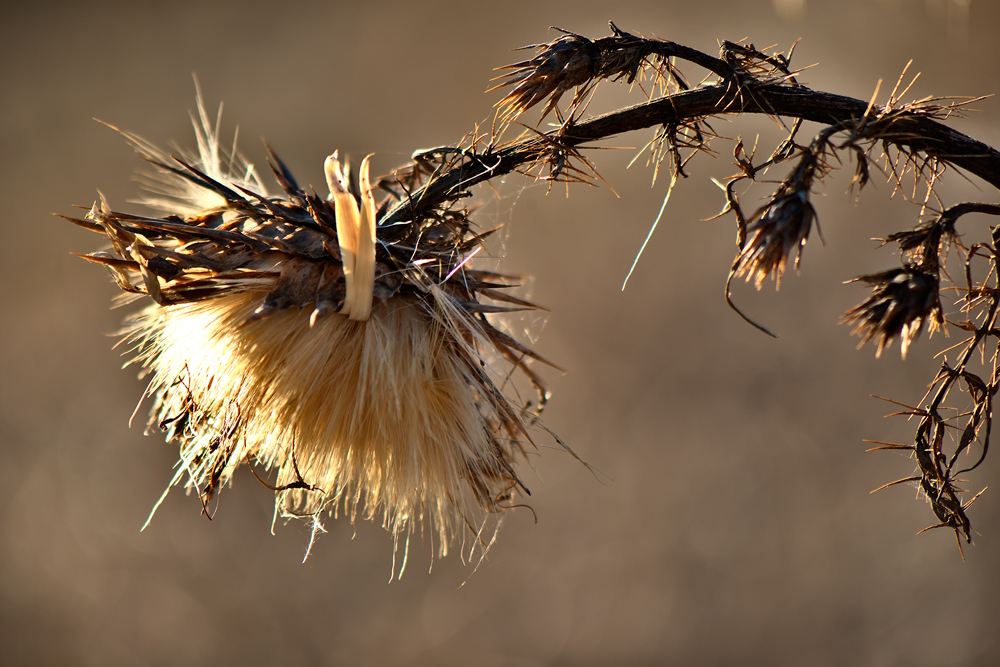 Distel