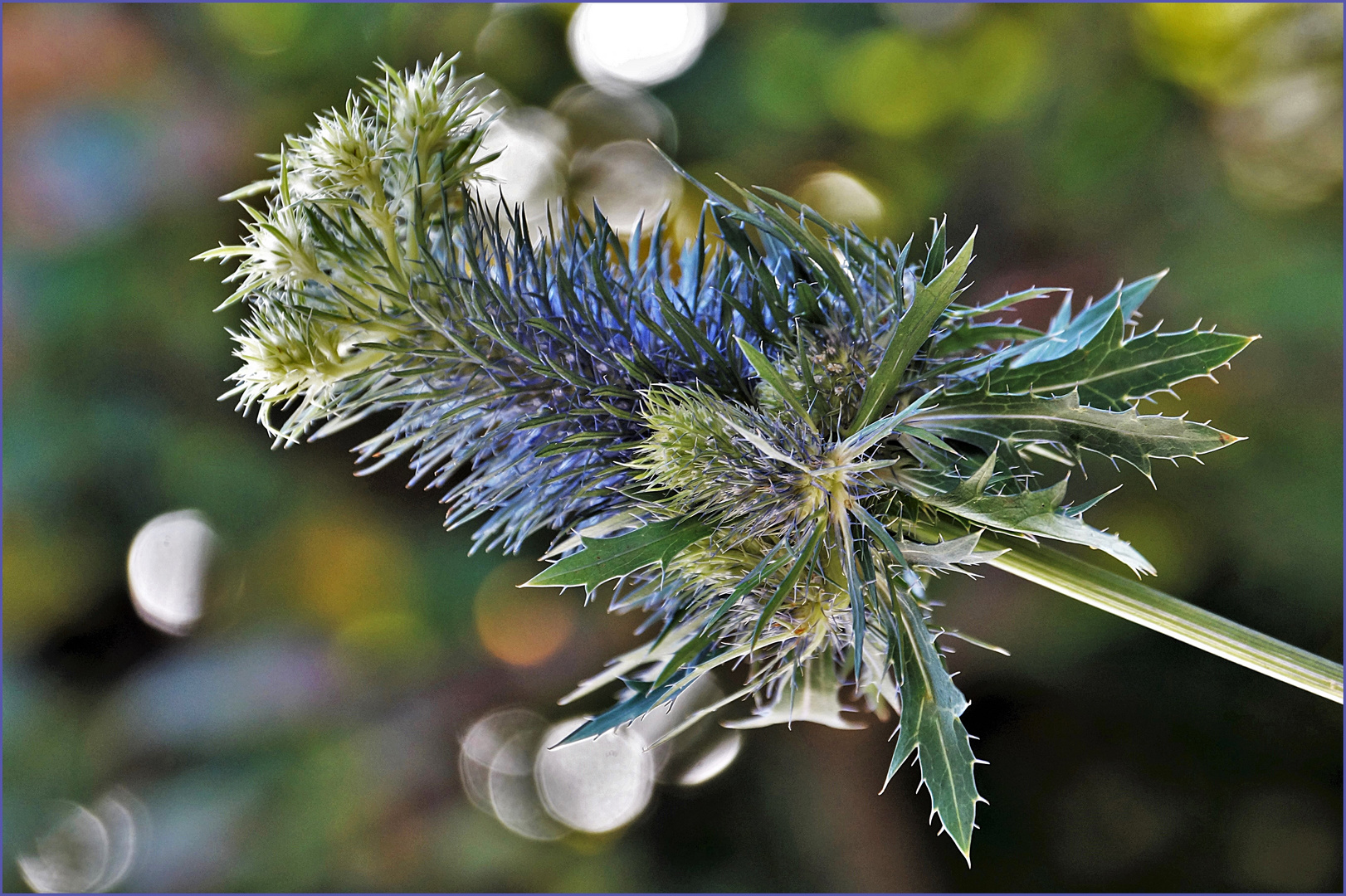 Distel...