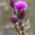 Distel