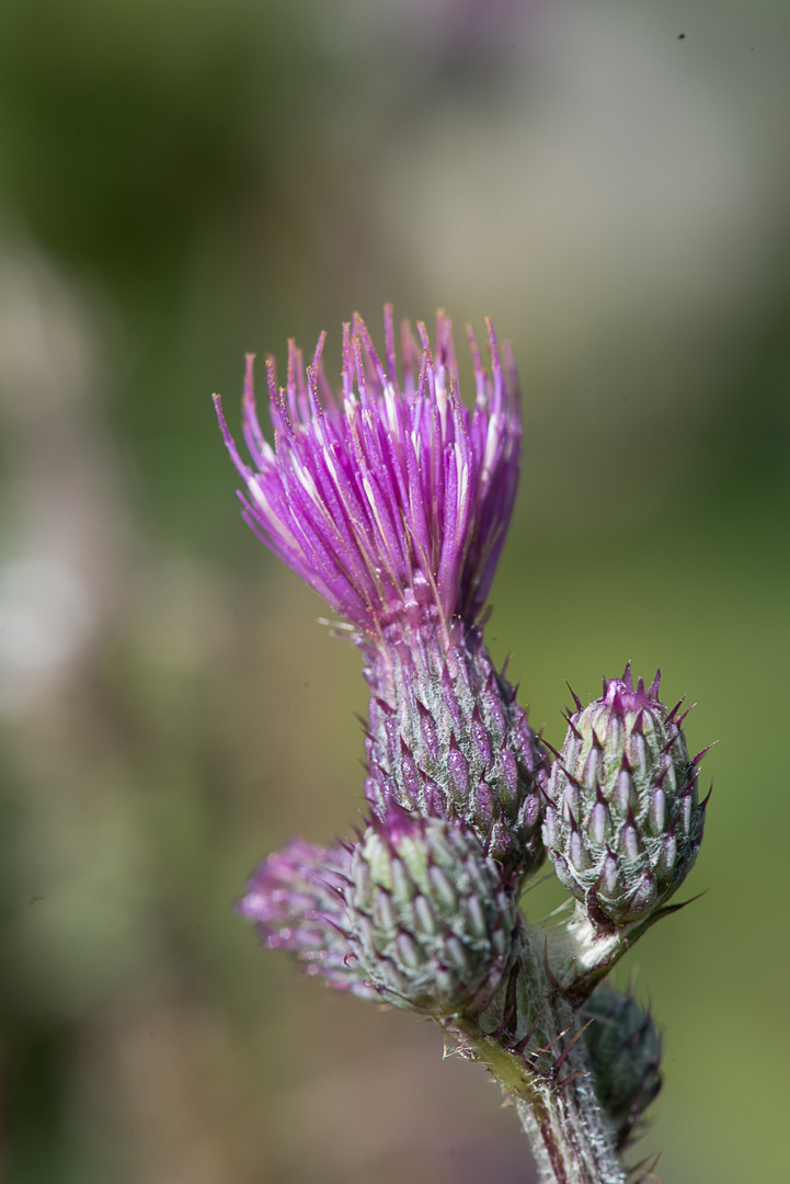 Distel