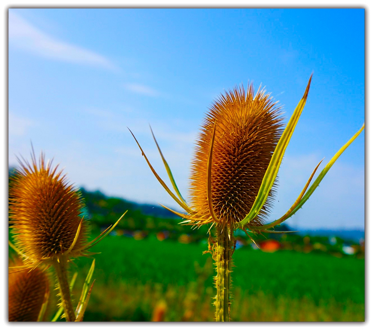 Distel