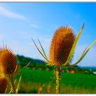 Distel