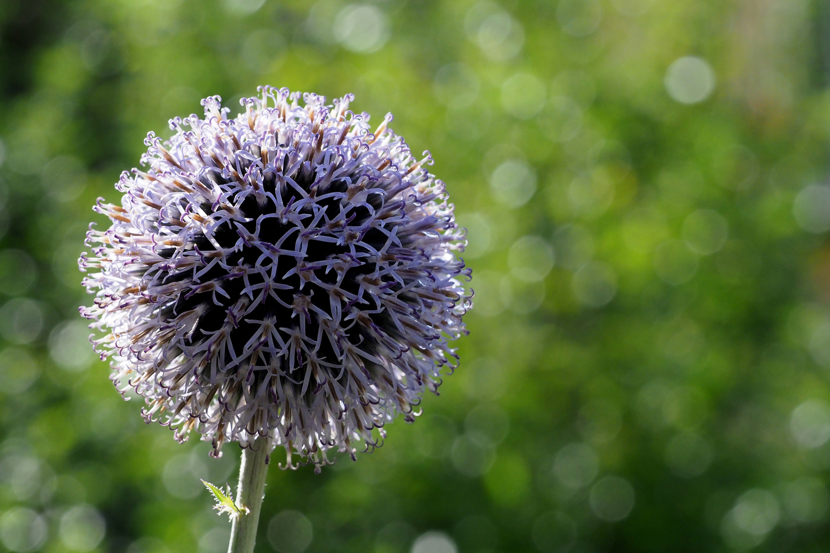 DISTEL