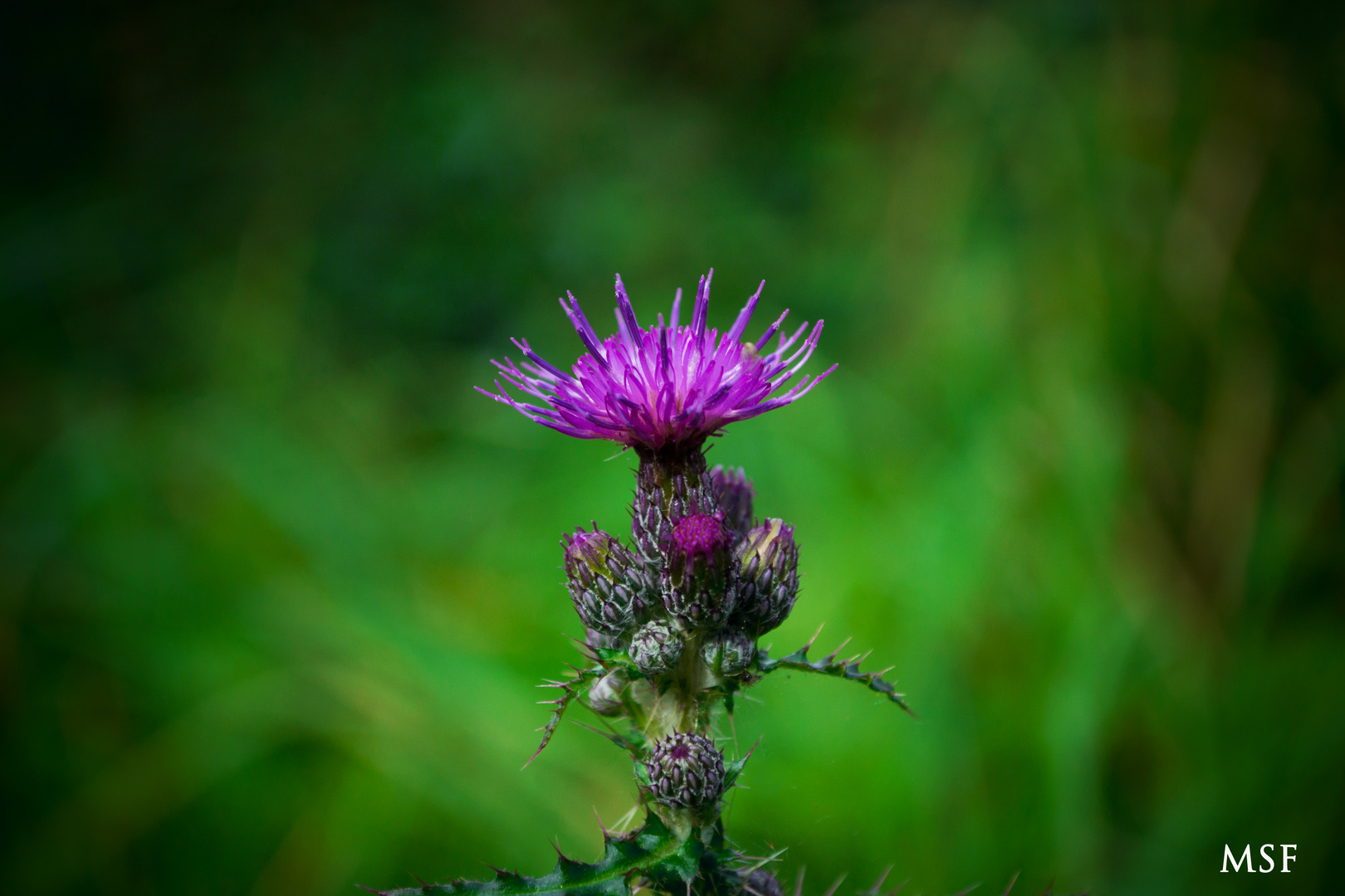 Distel