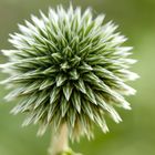 Distel