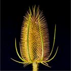 Distel