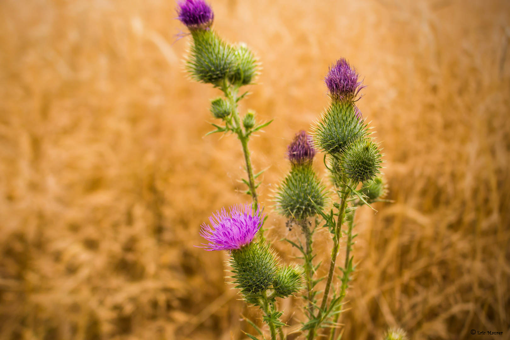 Distel