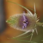 Distel