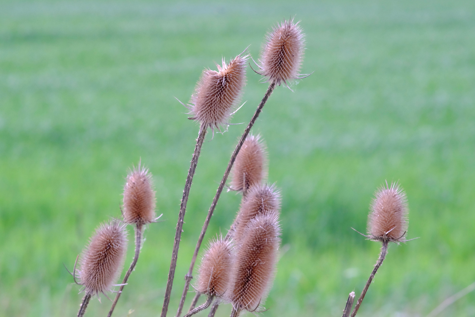 Distel