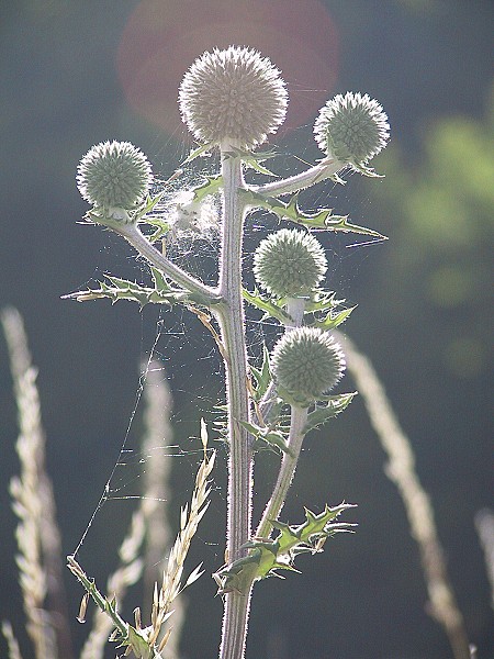 Distel