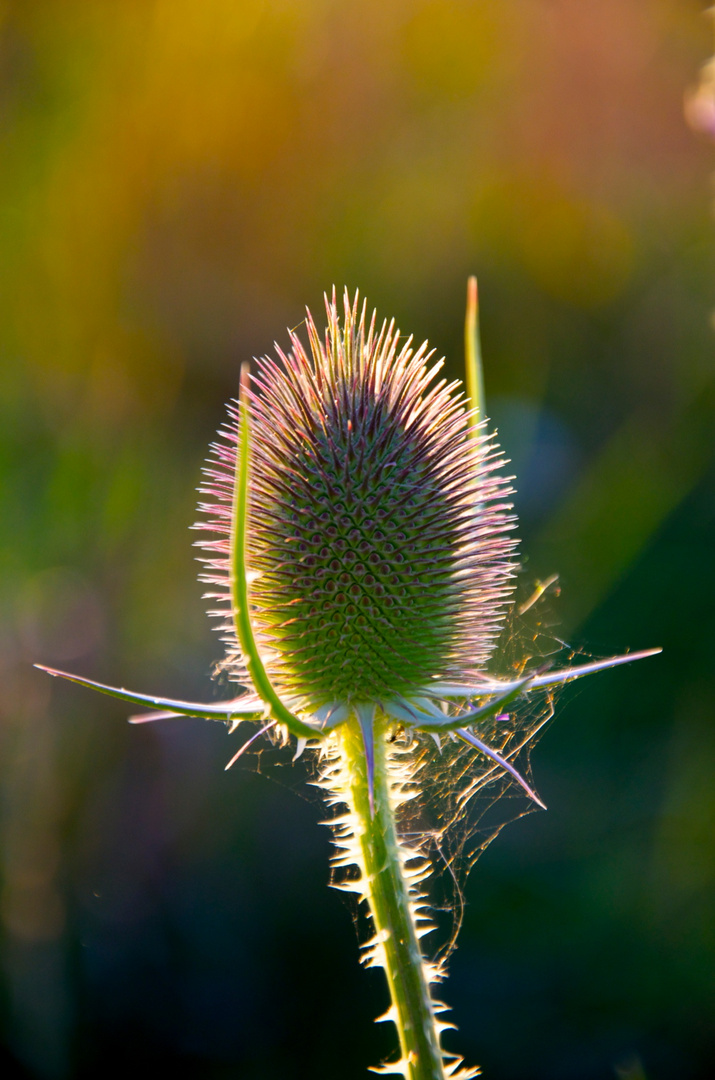 Distel